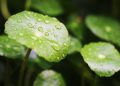 Gotu Kola and Cica Skin Care