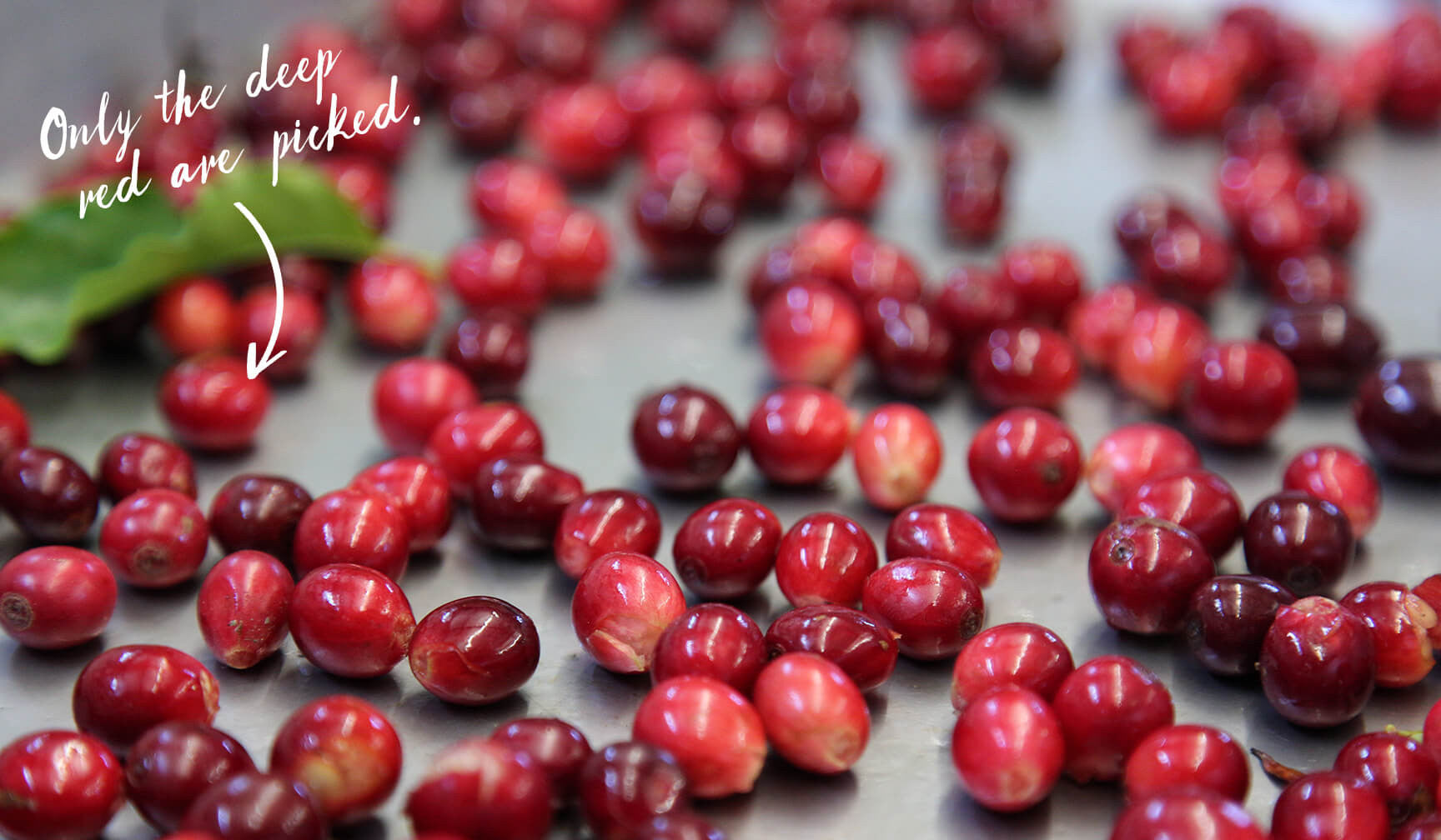 coffee bean harvesting