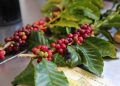 What are the Benefits of Caffeine in Skincare?