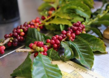 What are the Benefits of Caffeine in Skincare?