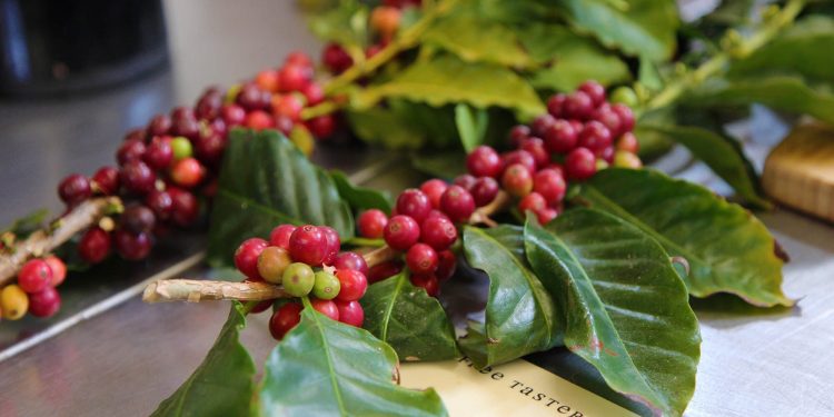 What are the Benefits of Caffeine in Skincare?