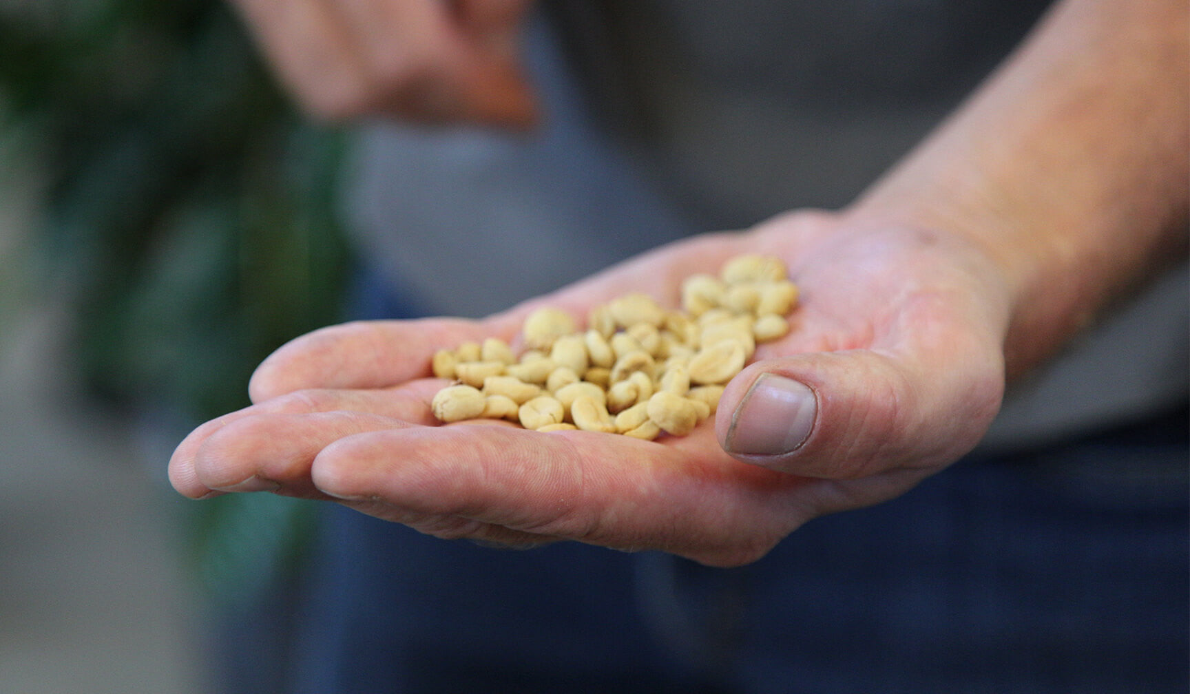 coffee beans drying