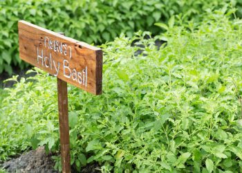 Basic Herbs Of Ayurveda (Ayurveda is Yoga’s Herbal Sister)