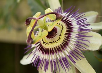 Smile’s Own “PassionFlower Farms” on Passion Flower