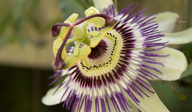 Smile’s Own “PassionFlower Farms” on Passion Flower