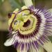 Smile’s Own “PassionFlower Farms” on Passion Flower