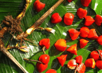 Katemfe: A Non-Calorie Sweetness Without Aftertaste