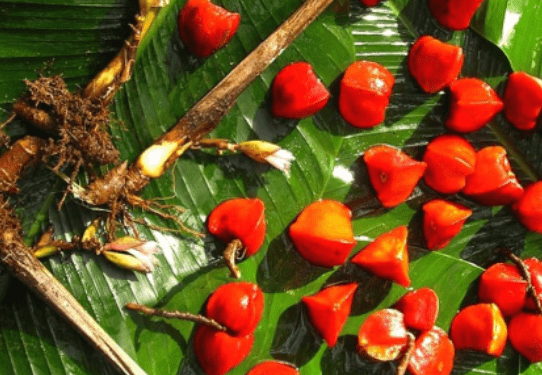 Katemfe: A Non-Calorie Sweetness Without Aftertaste