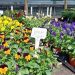 Fall Plant Sale – HALF OFF!