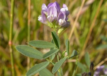 Nutritive Herbs for Better Health