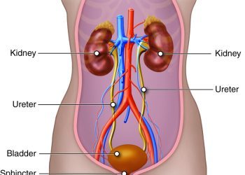 Systems On Systems: Herbs for the Urinary Tract