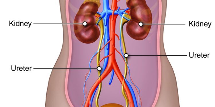 Systems On Systems: Herbs for the Urinary Tract