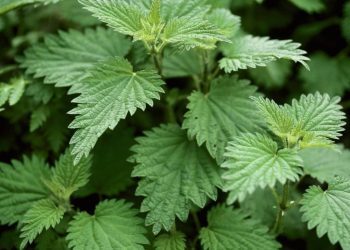 Spring Allergies Are Here Again