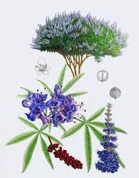 My Favorite Menstrual Remedies