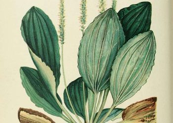 Plantain: First Aid Hero