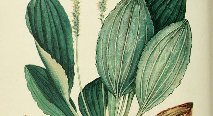 Plantain: First Aid Hero