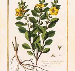 Nature’s Intelligence: What Can Plants Teach Us About Connectivity?