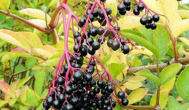 An Adrenal-Immune Tonic for the Fall