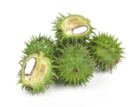 A Simple Guide to Carrier Oils (Part 2)