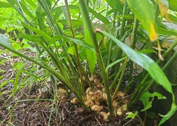 The Many Uses of Ginger