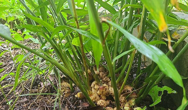 The Many Uses of Ginger