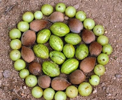 Sensible Winter Cleansing