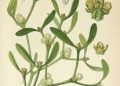Mistletoe Medicine