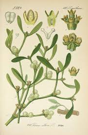 Mistletoe Medicine