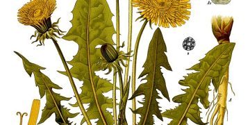 Deep Cleaning with Dandelion