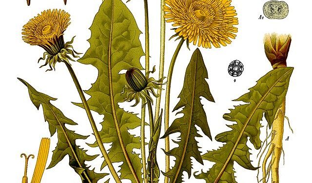 Deep Cleaning with Dandelion