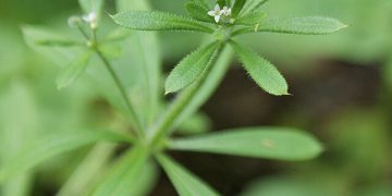 Herbs to Wash the Winter Away