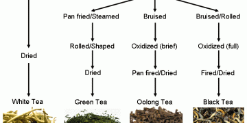 The Camellias – A Cup of Variety (Part 2)