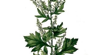 Mighty Mugwort