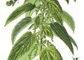 Stinging Nettle: A Spring Reflection