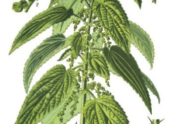 Stinging Nettle: A Spring Reflection