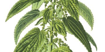 Stinging Nettle: A Spring Reflection
