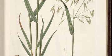 Restore the Nerves with Milky Oat Seed