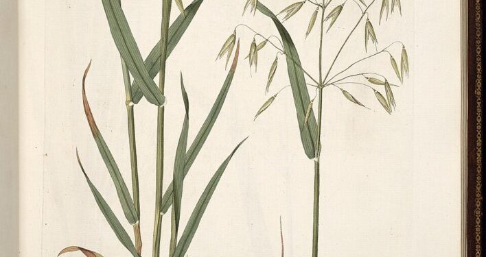 Restore the Nerves with Milky Oat Seed