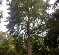 Arjuna: Rejuvenation For The Heart