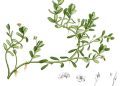 Herbs for the Mind: Bacopa