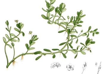Herbs for the Mind: Bacopa