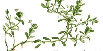 Herbs for the Mind: Bacopa