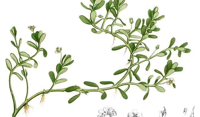 Herbs for the Mind: Bacopa