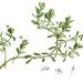 Herbs for the Mind: Bacopa