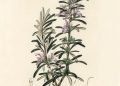 Rosemary for Remembrance