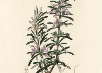 Rosemary for Remembrance