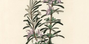 Rosemary for Remembrance