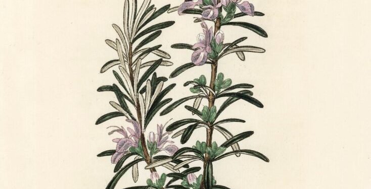 Rosemary for Remembrance