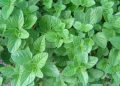 Medicinal Kitchen Part I: Herbs