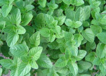 Medicinal Kitchen Part I: Herbs